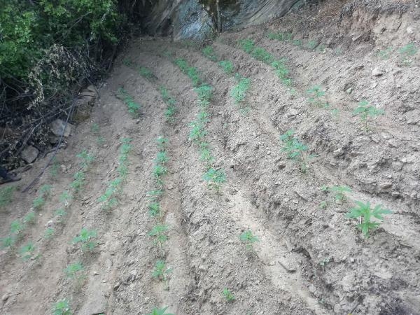 İzmir'de 51 kilo esrar ele geçirildi; 48 gözaltı
