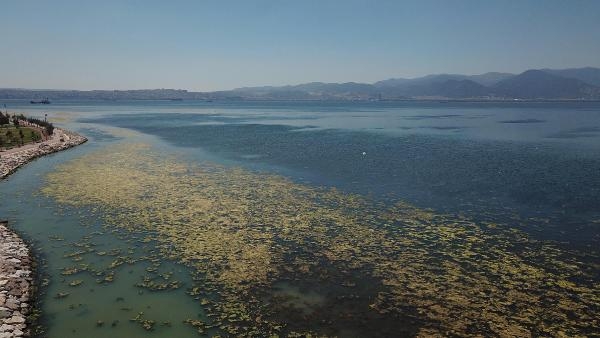 İzmir'de sahil deniz marulu ile yeşile büründü