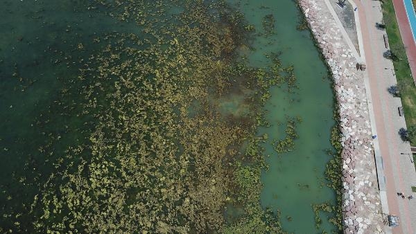 İzmir'de sahil deniz marulu ile yeşile büründü