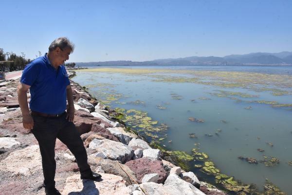 İzmir'de sahil deniz marulu ile yeşile büründü