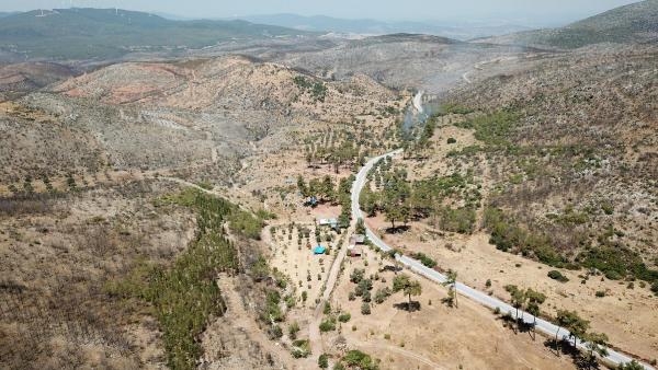 Muğla'da yanan alanlar küllerinden doğuyor