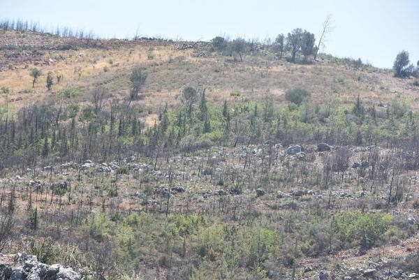 Muğla'da yanan alanlar küllerinden doğuyor