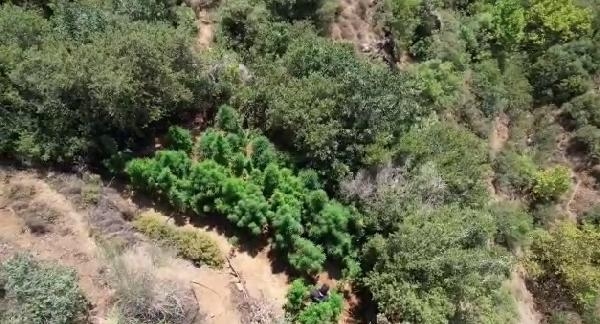 Polis, drone ile uyuşturucu peşinde