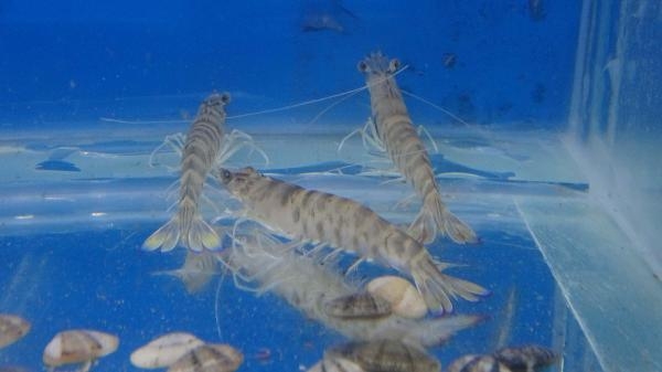 Tescilli Karabiga karidesi kültür ortamına alındı
