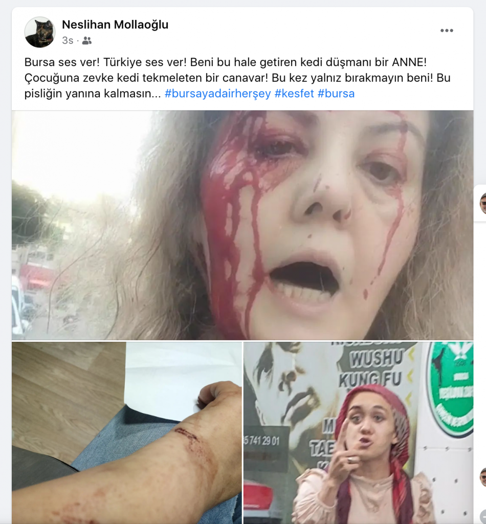Kediler yüzünden saldırıya uğradı