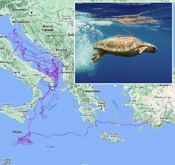 Caretta caretta 'Tuba' 17 bin 500 kilometre katetti