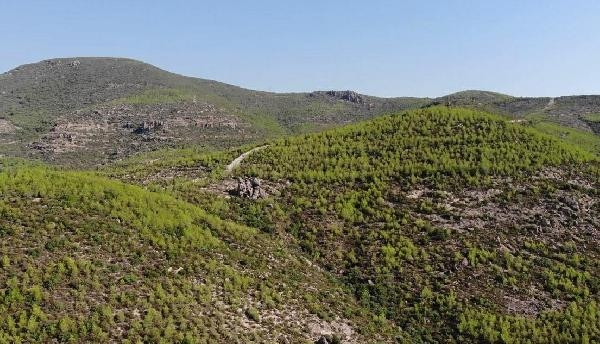 İzmir'de 5 yıl önce yanan alan tekrar yeşillendi