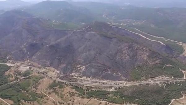 İzmir'de 5 yıl önce yanan alan tekrar yeşillendi