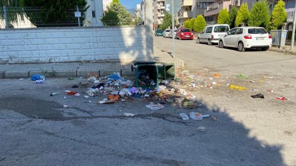 Şehre inen domuz sürüsü kamerada