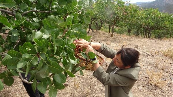 Ayvacık'ta Antep fıstığı hasat şenliği
