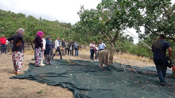Ayvacık'ta Antep fıstığı hasat şenliği
