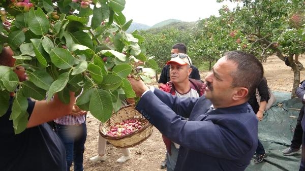Ayvacık'ta Antep fıstığı hasat şenliği