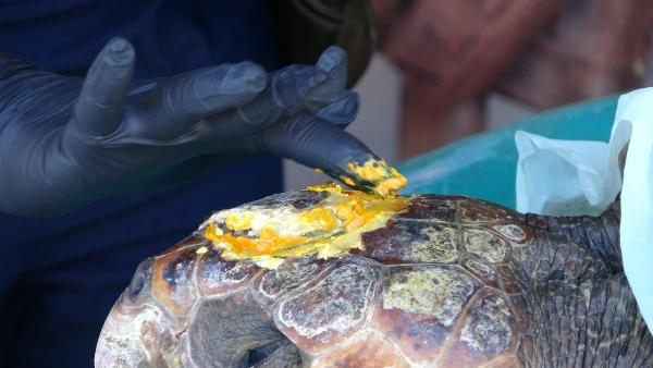 Çanakkale'de yaralı bulunan caretta carettaya tedavi