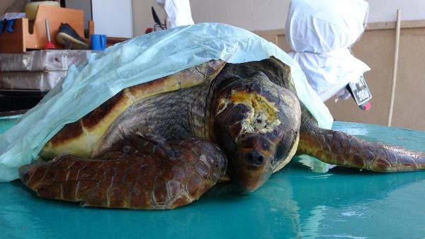 Çanakkale'de yaralı bulunan caretta carettaya tedavi