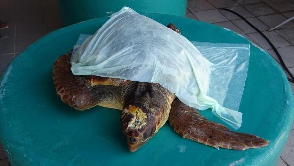 Çanakkale'de yaralı bulunan caretta carettaya tedavi