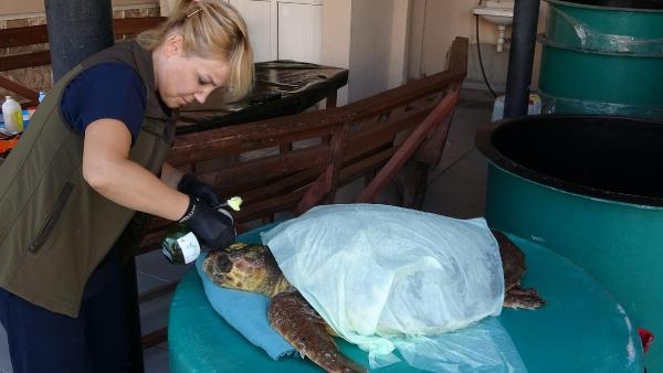 Çanakkale'de yaralı bulunan caretta carettaya tedavi