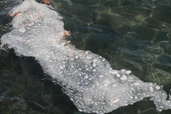 Foça'da denizde kirlilik tedirginliği