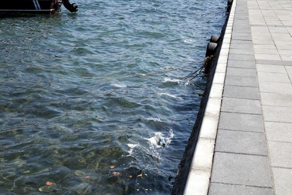 Foça'da denizde kirlilik tedirginliği