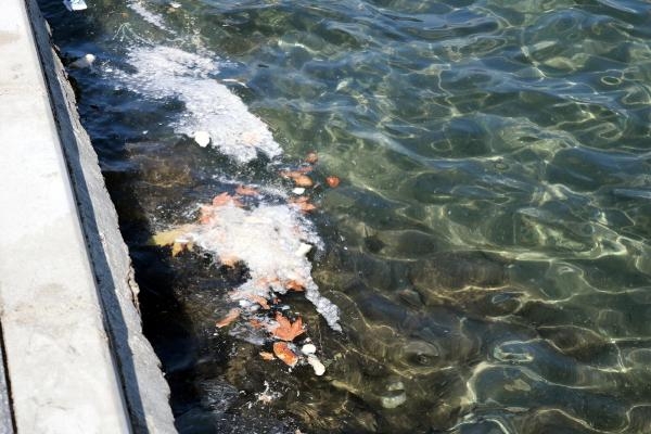 Foça'da denizde kirlilik tedirginliği