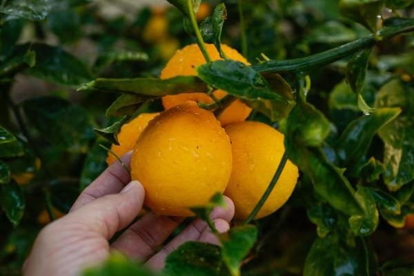 'Mayer limonunda 2022 yılı hedefi 100 milyon dolar'