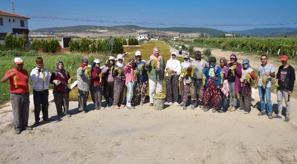 Menemen Belediye Başkanvekili Pehlivan, bağbozumuna katıldı