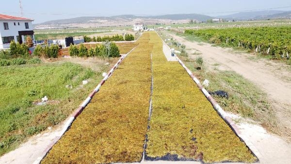 Menemen Belediye Başkanvekili Pehlivan, bağbozumuna katıldı