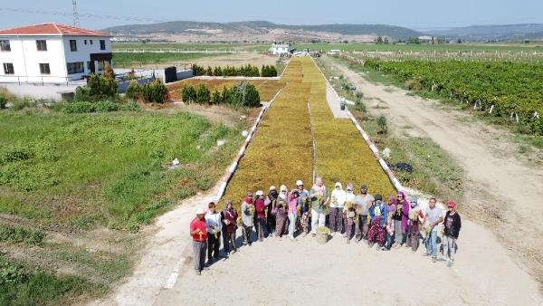 Menemen Belediye Başkanvekili Pehlivan, bağbozumuna katıldı