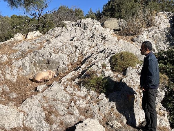 Bodrum'da çarşafa sarılı ölü köpek bulundu