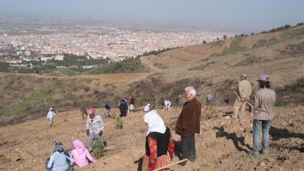 Manisa'da 19 yıl önce yanan orman dikimlerle yeniden yeşillendi