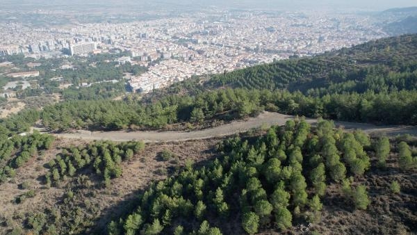 Manisa'da 19 yıl önce yanan orman dikimlerle yeniden yeşillendi