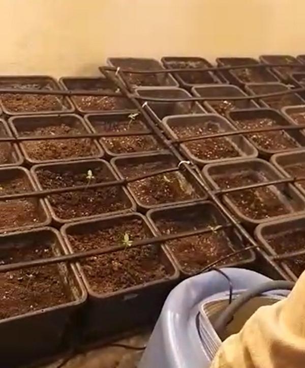 Ayvalık'ta operasyon; evi seraya çevirmişler 