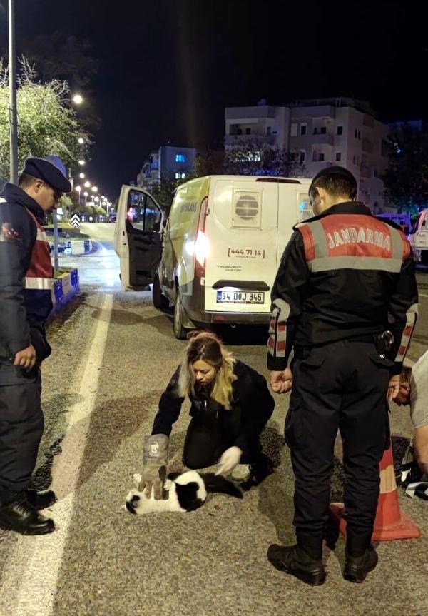Jandarmanın yaralı bulduğu kedi Haybulans ekibine teslim edildi