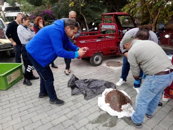 Kuşadası'nda 4 gün içinde 3 deniz kaplumbağası ölü bulundu