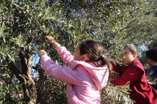 Anne babaları dikmişti, çocukları hasat yaptı