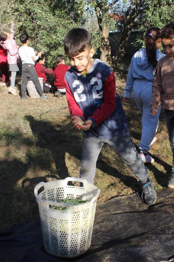 Anne babaları dikmişti, çocukları hasat yaptı