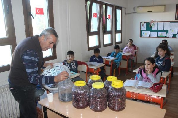Anne babaları dikmişti, çocukları hasat yaptı