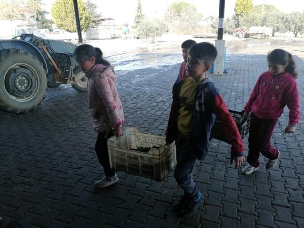 Anne babaları dikmişti, çocukları hasat yaptı