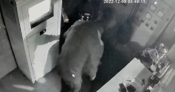 Çaldıkları kasayı sakladıkları yerden almaya gelince yakalandılar
