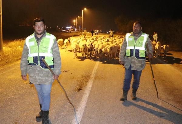 Jandarmanın sürü kazalarını önleme projesi: Reflektörlü küpe