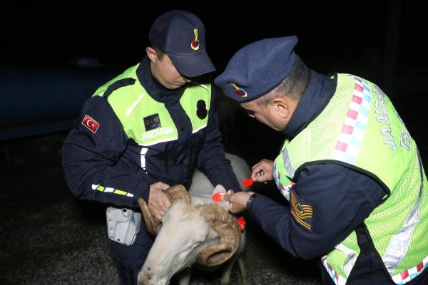 Jandarmanın sürü kazalarını önleme projesi: Reflektörlü küpe