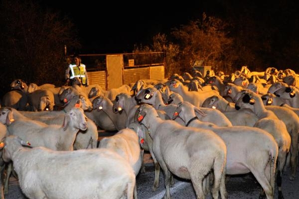 Jandarmanın sürü kazalarını önleme projesi: Reflektörlü küpe