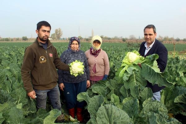 Salihli Ovası'nda hasat yoğunluğu