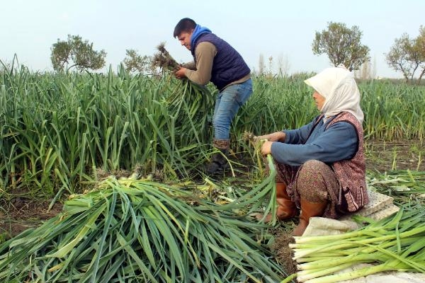 Salihli Ovası'nda hasat yoğunluğu