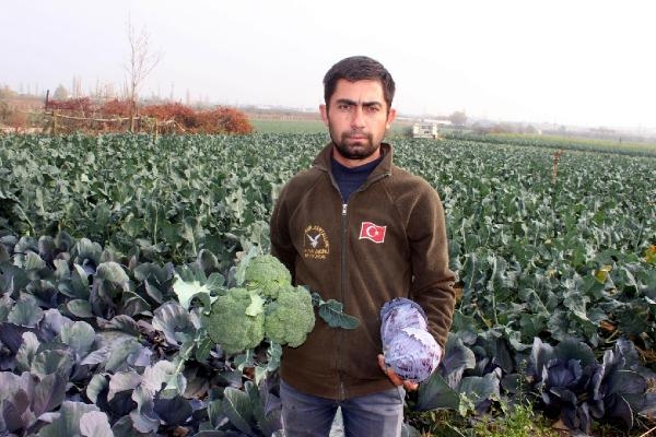 Salihli Ovası'nda hasat yoğunluğu