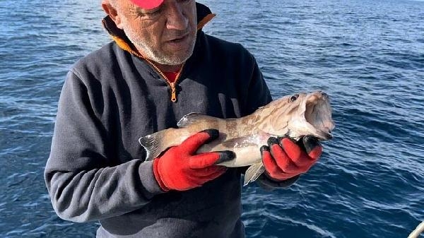 Uuzun yıllar sonra 'ak lagos' balığı yakalandı