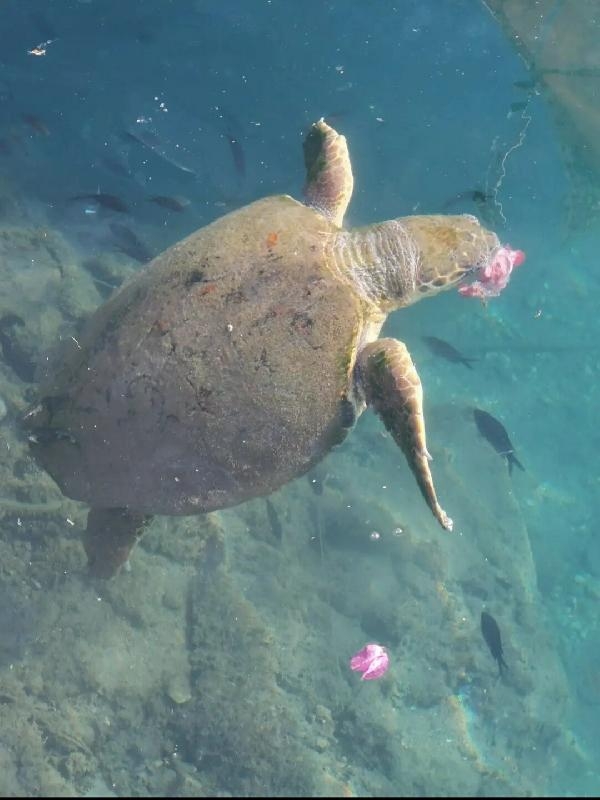 Yaralı caretta carettaya tedavi
