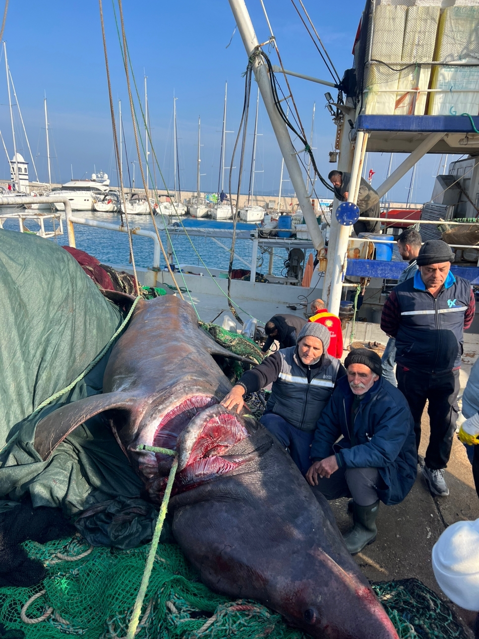 Urla'da 'Jaws' yakalandı!