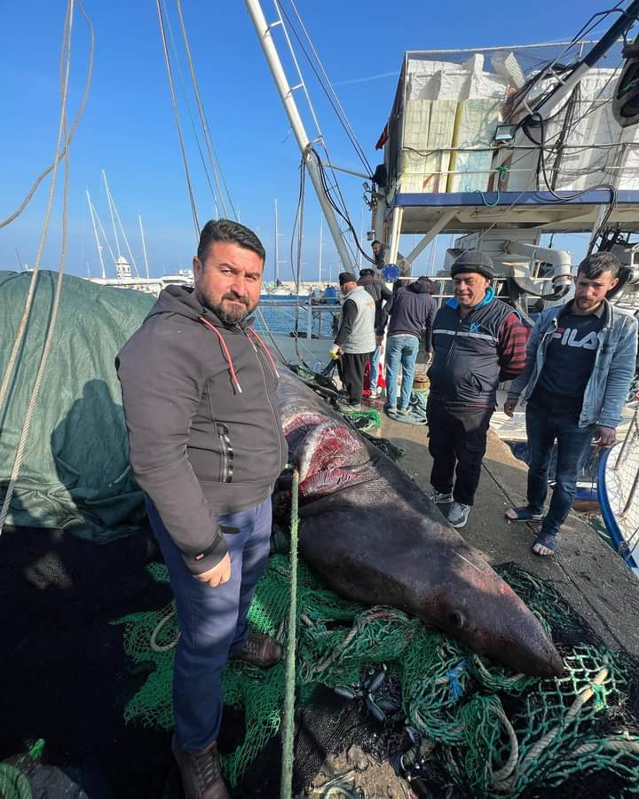 Urla'da 'Jaws' yakalandı!