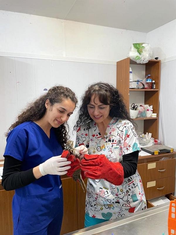 Bodrum Belediyesi ekipleri yaralı iki şahini tedaviye aldı