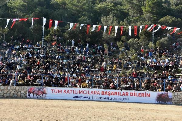 Bodrum'da festival! 150 deve güreşti; binlerce kişi izledi